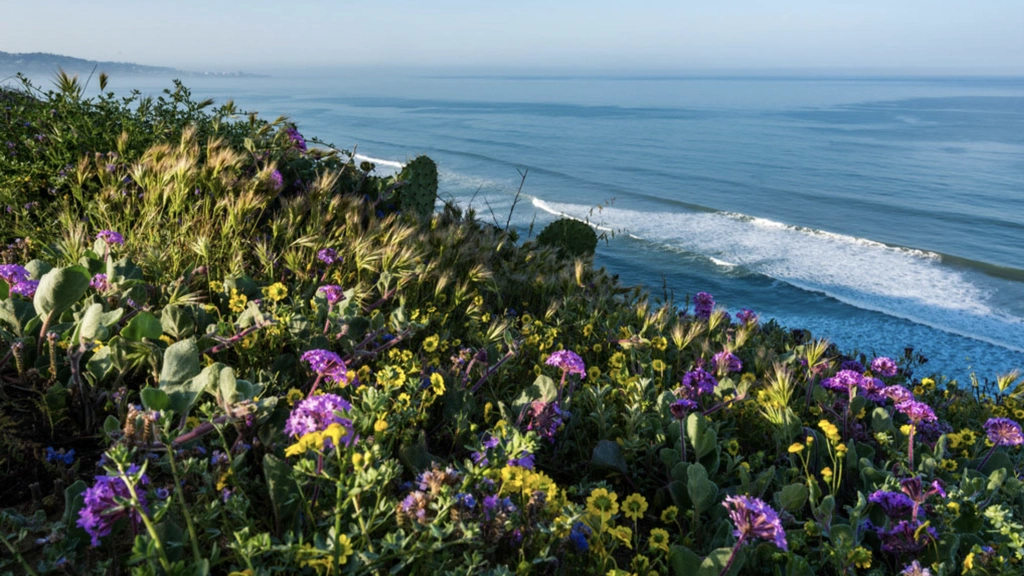 Torrey Pines State Natural Reserve Hiking Experience at White Rose Hotel in San Diego, California — photo 1 of 10